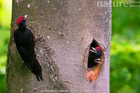 Attēlu rezultāti vaicājumam “Dryocopus martius nest”