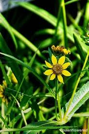 Attēlu rezultāti vaicājumam “Bidens cernua flower”