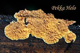 Attēlu rezultāti vaicājumam “Pseudomerulius aureus”