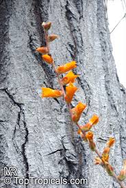 Attēlu rezultāti vaicājumam “Diachea sp.”