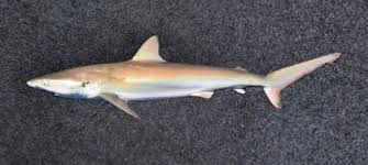 Image result for Carcharhinus brachyurus