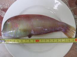 Image result for Xyrichtys novacula