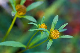 Attēlu rezultāti vaicājumam “Bidens tripartita flower”