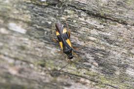 Attēlu rezultāti vaicājumam “Dryophilocoris flavoquadrimaculatus imago”