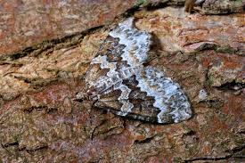 Attēlu rezultāti vaicājumam “Electrophaes corylata”