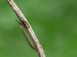 Attēlu rezultāti vaicājumam “Myrmeleontidae larva”