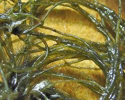 Attēlu rezultāti vaicājumam “Lemanea fluviatilis”