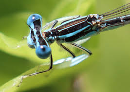 Attēlu rezultāti vaicājumam “Coenagrion armatum female”