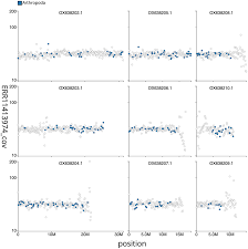 Attēlu rezultāti vaicājumam “Schizotus pectinicornis larva”