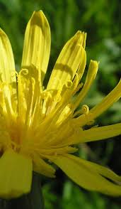 Attēlu rezultāti vaicājumam “Scorzonera humilis bud”