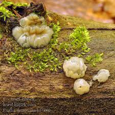 Attēlu rezultāti vaicājumam “Exidia thuretiana”