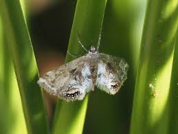 Attēlu rezultāti vaicājumam “Cataclysta lemnata”