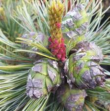 Attēlu rezultāti vaicājumam “Pinus pumila male flower”