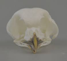 Attēlu rezultāti vaicājumam “Aegolius funereus adult”