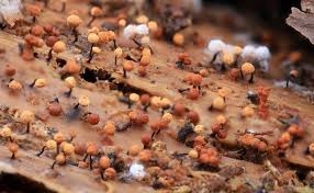 Attēlu rezultāti vaicājumam “Cribraria rufa”