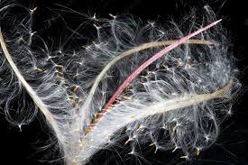 Attēlu rezultāti vaicājumam “Epilobium angustifolium fruit”