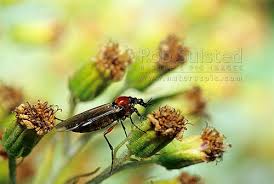 Attēlu rezultāti vaicājumam “Bibionidae female”