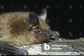 Attēlu rezultāti vaicājumam “Eptesicus serotinus”