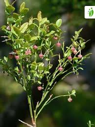 Attēlu rezultāti vaicājumam “Vaccinium myrtillus flower”