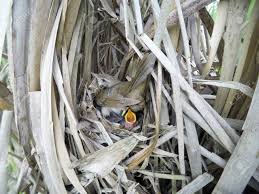 Attēlu rezultāti vaicājumam “Emberiza schoeniclus nest”