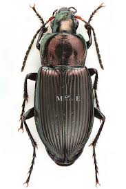 Attēlu rezultāti vaicājumam “Poecilus cupreus”