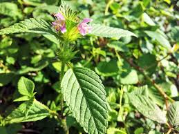 Attēlu rezultāti vaicājumam “Galeopsis tetrahit”