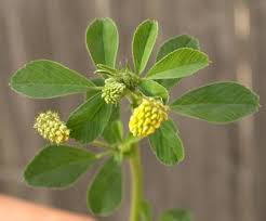 Attēlu rezultāti vaicājumam “Medicago lupulina flower”