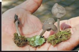 Attēlu rezultāti vaicājumam “Helvella atra”