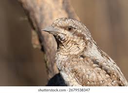 Attēlu rezultāti vaicājumam “Jynx torquilla adult”