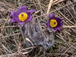 Attēlu rezultāti vaicājumam “Pulsatilla patens”