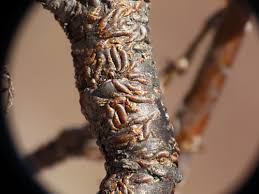 Attēlu rezultāti vaicājumam “Lepidosaphes ulmi imago”