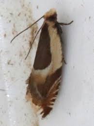 Attēlu rezultāti vaicājumam “Ancylis badiana”