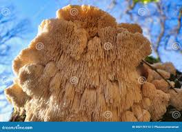 Attēlu rezultāti vaicājumam “Hericium cirrhatum”