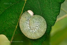 Attēlu rezultāti vaicājumam “Trichiosoma larva”