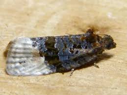 Attēlu rezultāti vaicājumam “Apotomis betuletana”