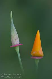 Attēlu rezultāti vaicājumam “Eschscholzia californica flower”