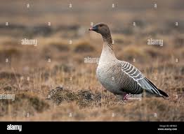 Attēlu rezultāti vaicājumam “Anser brachyrhynchus adult”
