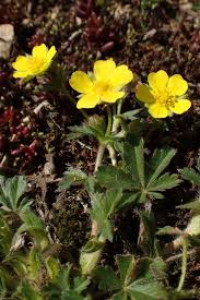 Attēlu rezultāti vaicājumam “Potentilla arenaria bud”