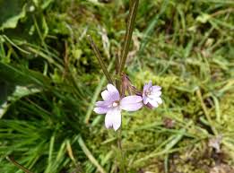 Attēlu rezultāti vaicājumam “Epilobium palustre leaf”