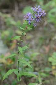 Attēlu rezultāti vaicājumam “Symphyotrichum x salignum leaf”