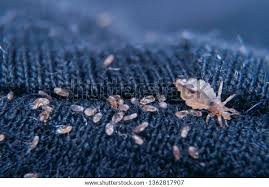 Attēlu rezultāti vaicājumam “Licea minima macro”