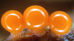 Attēlu rezultāti vaicājumam “Hemitrichia decipiens”