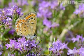 Attēlu rezultāti vaicājumam “Polyommatus icarus female”