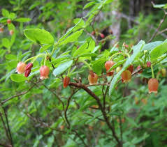 Attēlu rezultāti vaicājumam “Maianthemum bifolium fruit”