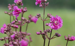 Image result for Pechnelke