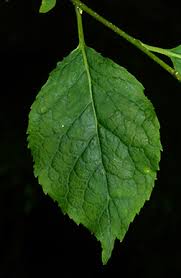 Attēlu rezultāti vaicājumam “Libanotis montana leaf”