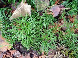 Attēlu rezultāti vaicājumam “Diphasium complanatum”