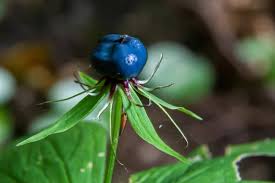 Attēlu rezultāti vaicājumam “Paris quadrifolia bud”