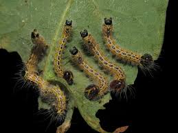 Attēlu rezultāti vaicājumam “Phalera bucephala”