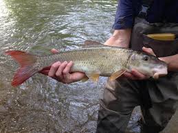 Image result for Moxostoma duquesnei